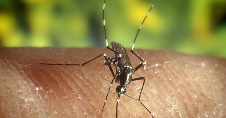 Jamestown Canyon virus detected in Lincoln mosquitoes