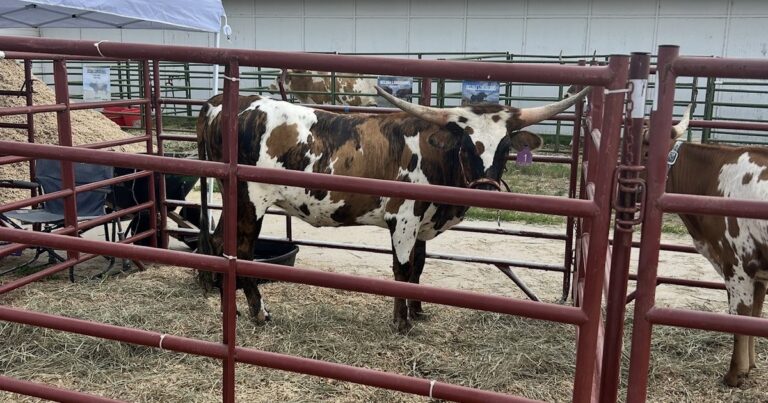 Nebraska ag experts say early detection for livestock parasites, illnesses will be important during summer show season