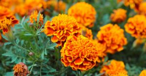 UGA study finds marigolds could become a new source of plant-based protein
