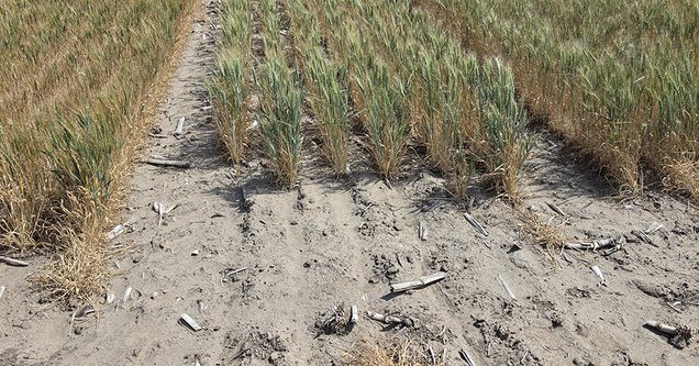 Nebraska's winter wheat production could hit historic low this year