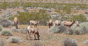 What eastern Nevada can teach the Mountain West about using fire to restore wildlife habitat