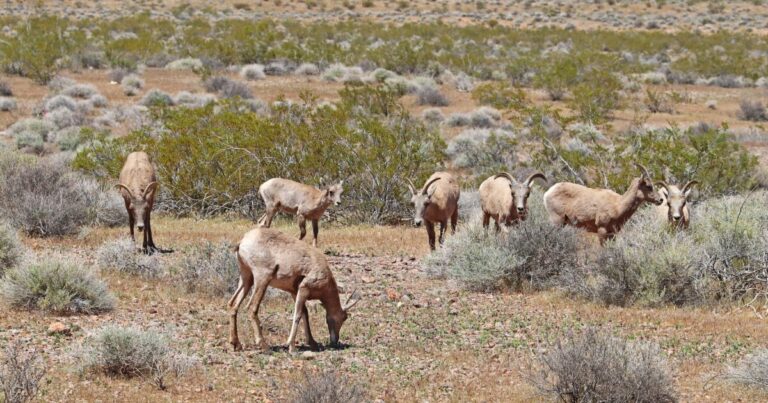 What eastern Nevada can teach the Mountain West about using fire to restore wildlife habitat