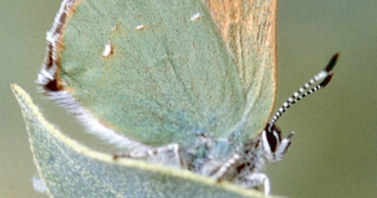 UNR launches Journal of Lost Species