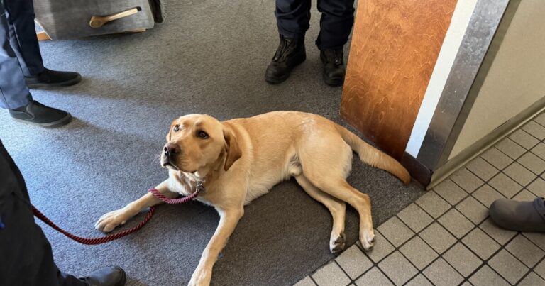 New four-legged recruit provides crucial support to firefighters