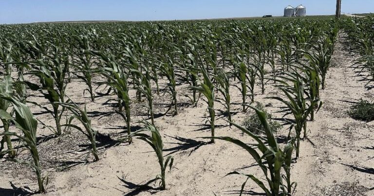 Warmer weather, diseases and less rainfall could impact Nebraska’s corn harvest