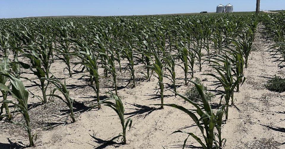 Warmer weather, diseases and less rainfall could impact Nebraska’s corn harvest