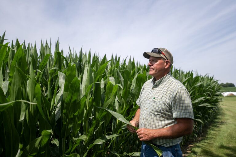 A man in a plaid shirt and cap stands beside tall green corn plants in a field, looking at the crops under a partly cloudy sky.