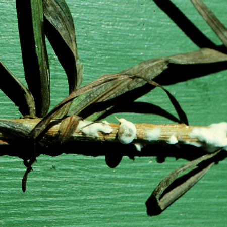 Close-up of fir tree branches affected by needle loss and browning, showing sparse needles and some healthy green needles remaining.
