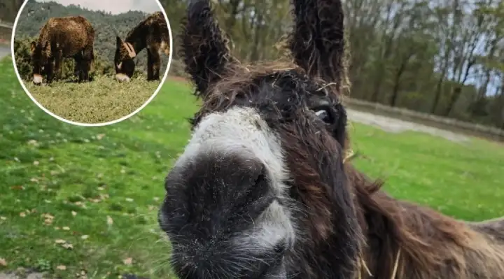 Spain's 'Firefighting' Donkeys Have Helped Keep Doñana National Park Free of Wildfires for Nearly a Decade