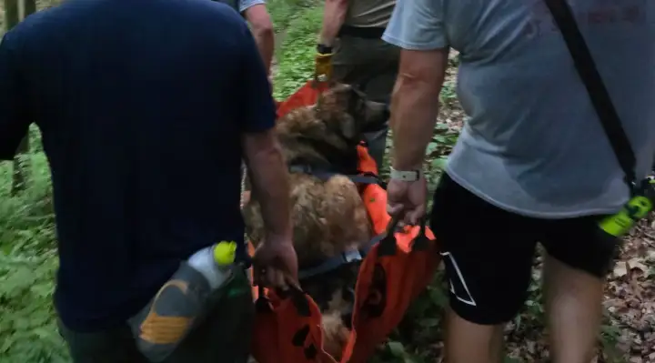 Firefighters Spend 4.5 Hours Carrying Exhausted 100-Pound Dog Down Mountain to Safety