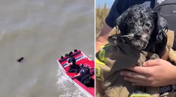 Tiny Dog Rescued After Swimming for Miles in San Francisco Bay Reunites With Family