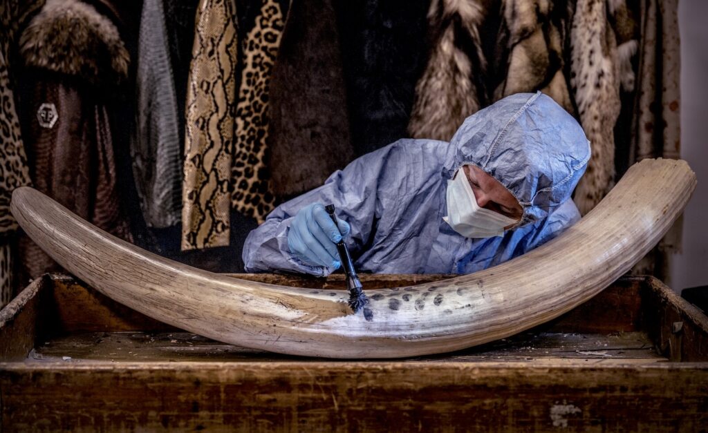 In pictures: How forensic science is helping tackle wildlife poaching