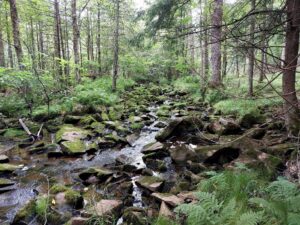 New central Wisconsin nature preserve opens along protected trout stream
