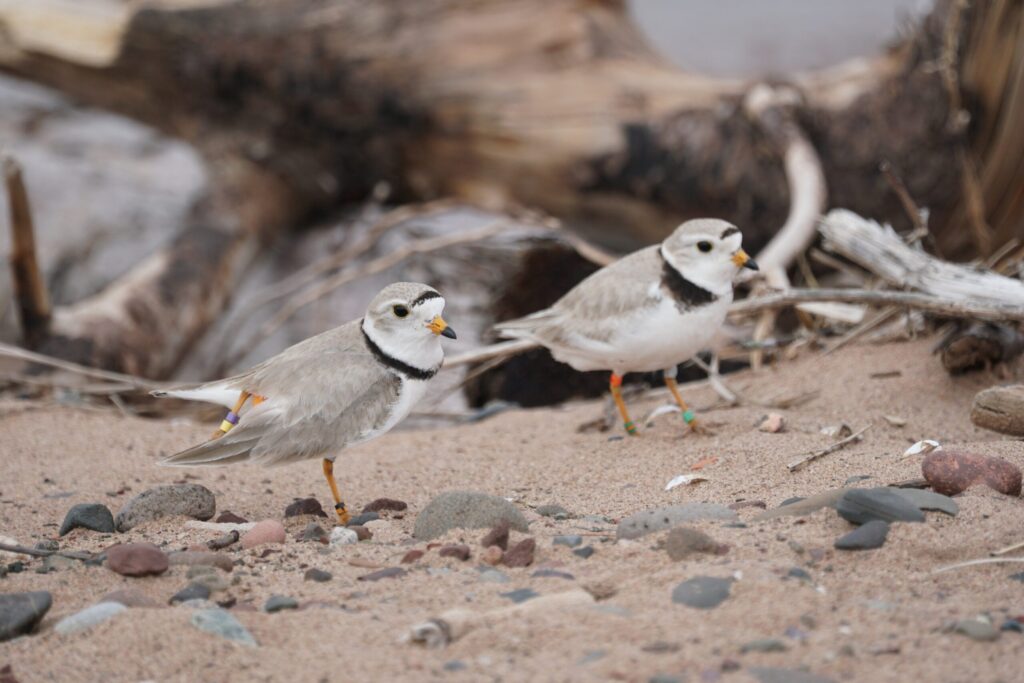 For the first time in nearly 50 years, endangered piping plovers nest on Wisconsin Point