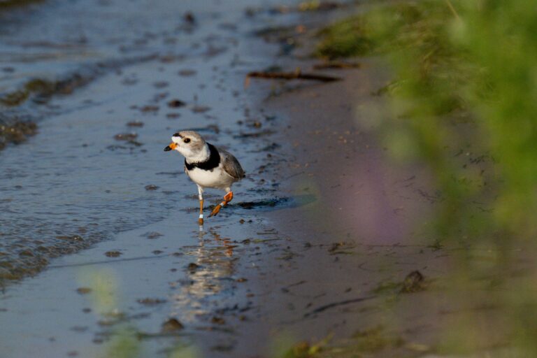 Two small shorebirds on sandy ground