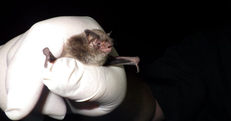 Endangered bat species caught in North Carolina for the first time in over a decade
