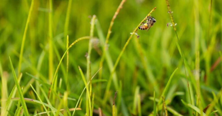Lawn grass can help bees pollinate, a new UGA study reveals