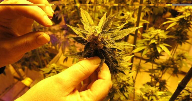 Legal Marijuana NOW candidate drops out of Nebraska Senate race