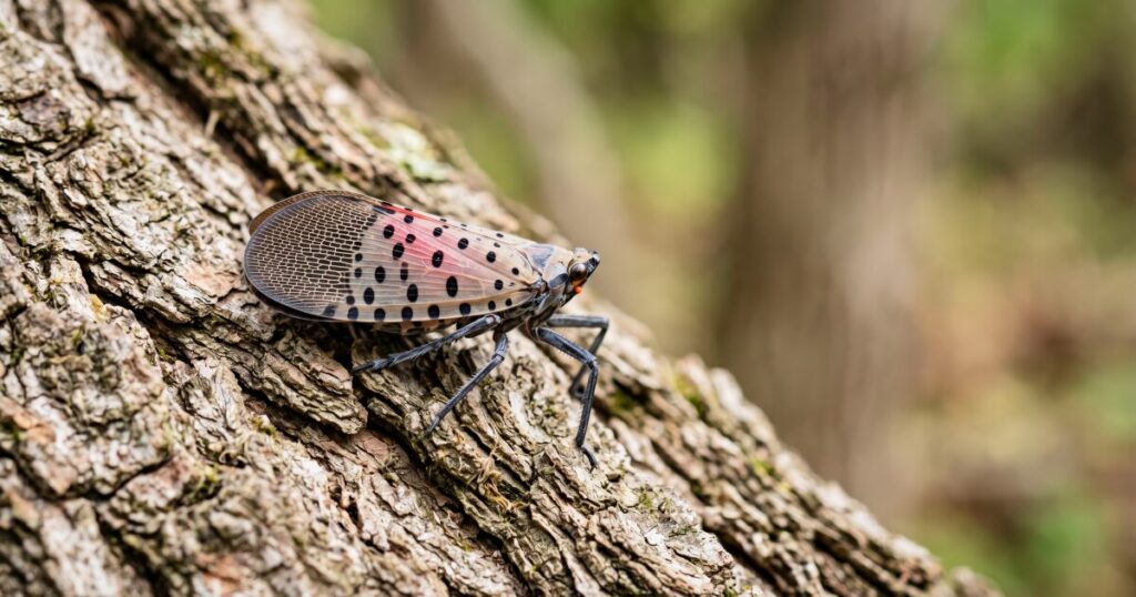 Spotted Lanternfly spreads to North Carolina commercial winery