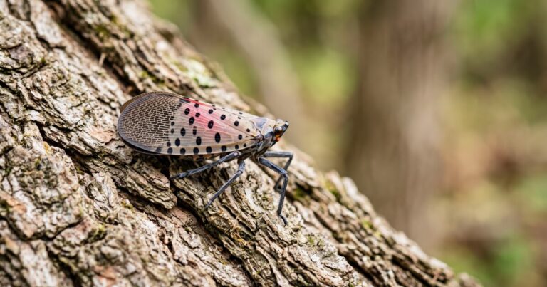 Spotted Lanternfly spreads to North Carolina commercial winery