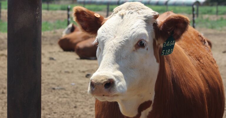 Nebraska beef producers, legislators push back on Trump’s decision to let in foreign beef without tariffs