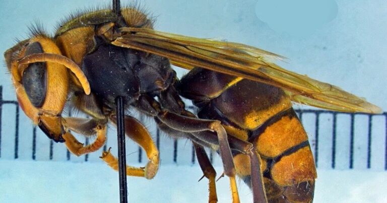 UGA researchers seek public help to track invasive yellow-legged hornet