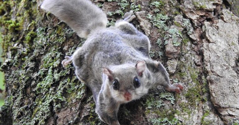 Unique squirrels are the subject of a new UNL research grant