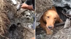Golden Retriever Survives 3 Days Buried in Landslide Rescued Aliveembedhttpswwwyoutubecomwatchv=qGgbz_qb72Membed - Common Good News Golden Retriever Rescued After Being Buried in Landslide for Three Days
