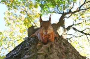 Rewilding A Potential Solution for Britains Wildfires - Common Good News How rewilding could help stop the spread of Britain’s wildfires