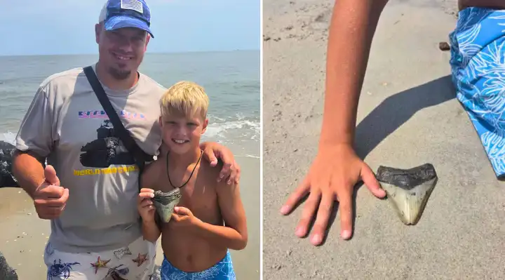 Family Finds Rare Megalodon Tooth Hidden Inside a Rock on New Jersey Beach