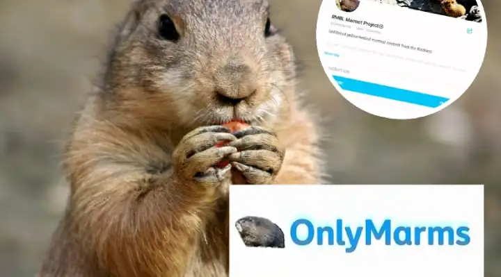 Marmots Facing Money Troubles Turn to OnlyFans to Save Their Research