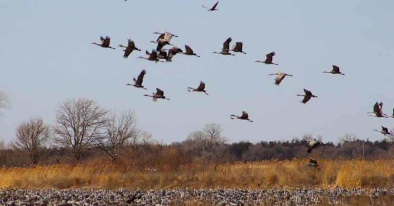 A maze of glass and glow: How artificial light threatens Nebraska’s migratory birds