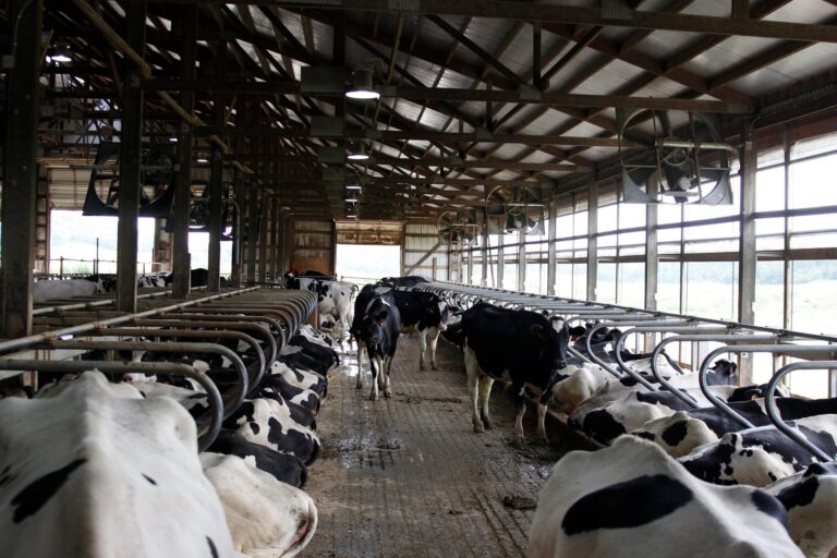 Cows eating