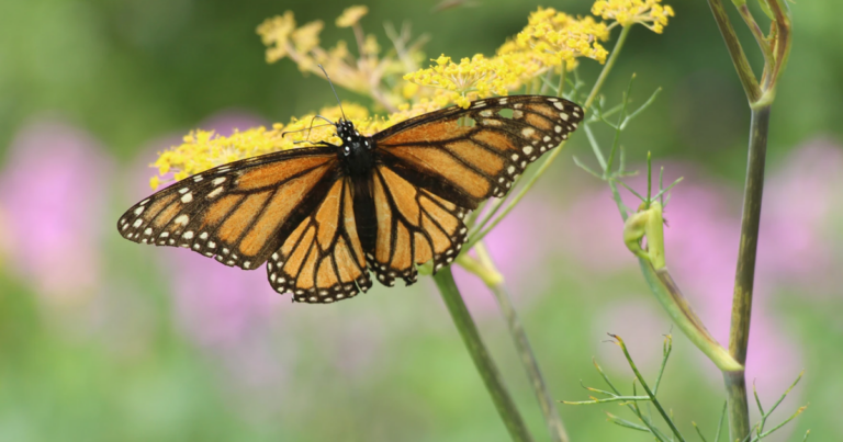 A 'Monarch Highway' in the central U.S. stalled. But states are still planting butterfly rest stops