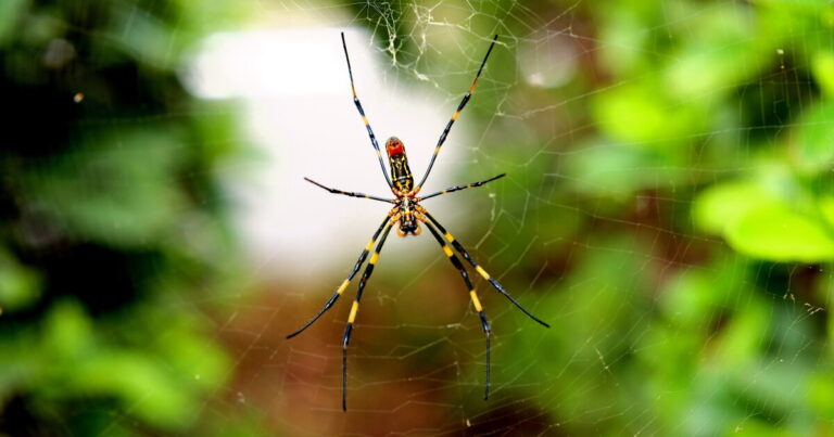 Joro spiders not threatening Georgia native spiders