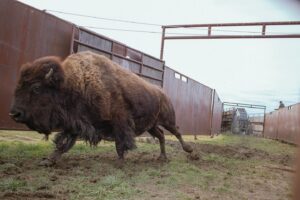 Judge Rules American Prairie Can Continue Grazing Bison on Federal - Common Good News Court says American Prairie bison can stay for now