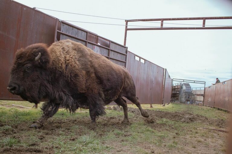 Court says American Prairie bison can stay for now