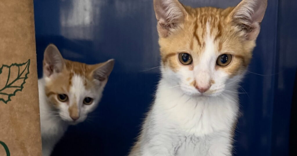 Incline Village’s Pet Network reports suspected fraud involving more than $2.5 million