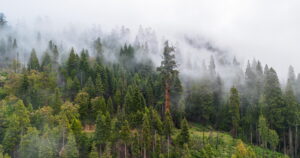 Prescribed burns cut giant sequoia deaths in half. Here's what it means for the West