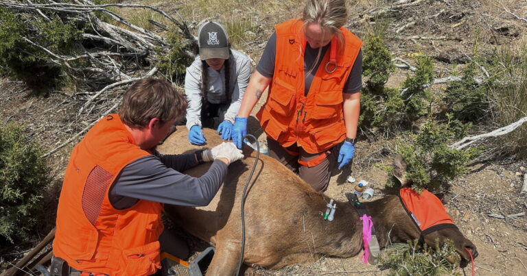 Two researchers examine and photograph low-growing plants during a vegetation survey in the mountains of northern Nevada.
