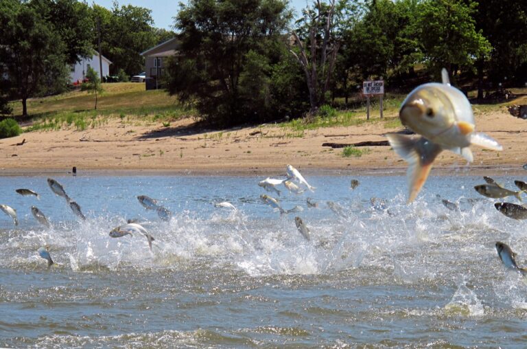 Great Lakes lawmakers say delays on invasive carp barrier threaten ecosystems, economy
