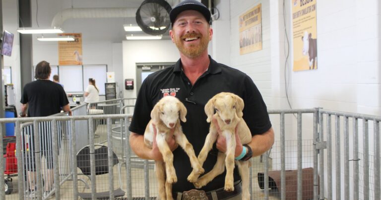 Here's how Nebraska State Fair vets keep more than 10,000 livestock entries safe