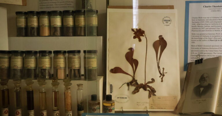 UNC and Duke herbaria to merge in Chapel Hill, two years after Duke announced plant collection cannot stay on campus