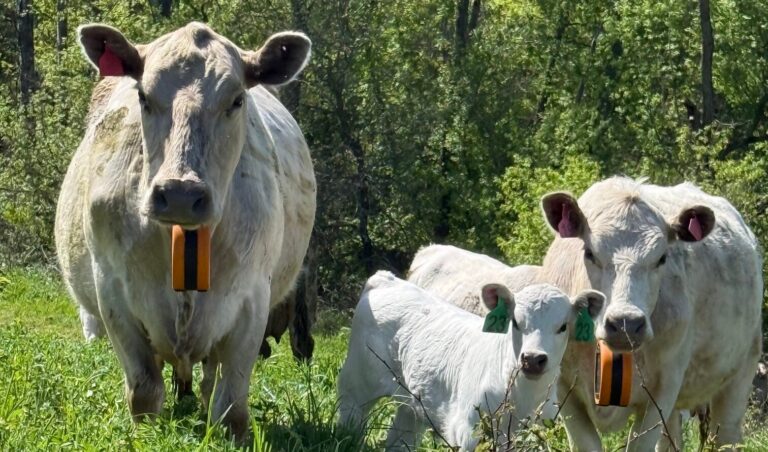 A calf nurses from a cow in a green pasture with other cows grazing in the background under a clear sky.