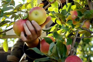 Weather Challenges Impact Wisconsin Apples Yield and Harvest Strategy - Common Good News Warmer temperatures, spring frosts cause challenges for Wisconsin apple growers
