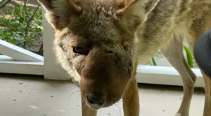 Community Unites to Rescue a Struggling Coyote with a Swollen - Common Good News A Coyote With a Swollen Face Needed Help. An Entire Community Refused to Give Up on Her