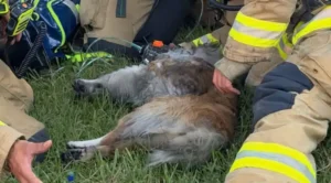 Firefighters Find Unconscious Dog Beneath a Table and Refuse to Give Up on Him