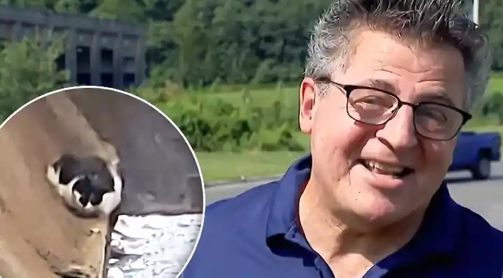 Cat Accidentally Thrown Away With a Couch Is Rescued From Landfill and Reunited With His Family