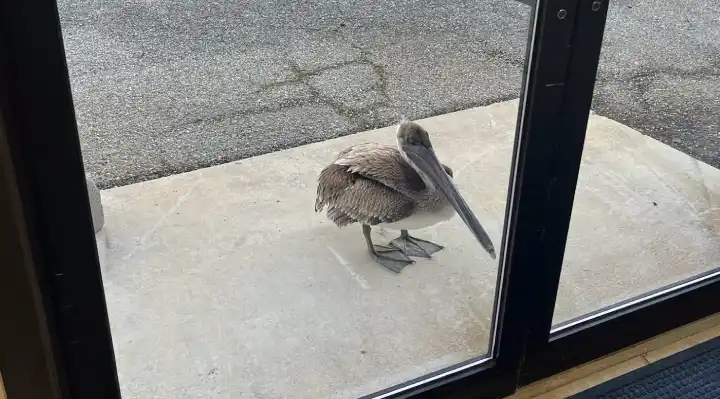 Injured Pelican Knocks on NOAA Fisheries Office Door Looking for Help