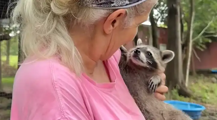 Mississippi Wildlife Rescue Runs a “Boot Camp” for Baby Raccoons